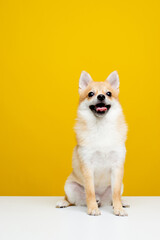 cute little dog sitting on owner Photo of a cute dog in a photo studio.