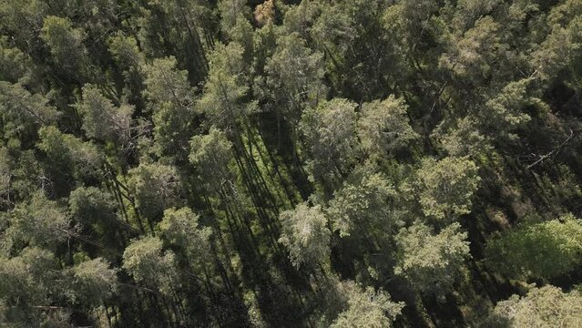 Aerial view of pine tree deforestation area