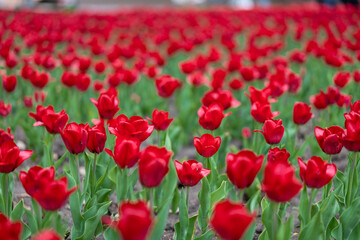 Red tulip flowers background outdoor