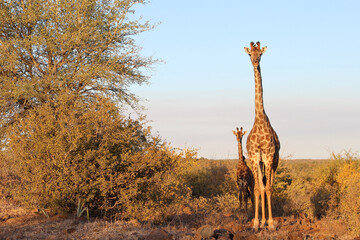 Giraffe / Giraffe / Giraffa camelopardalis.