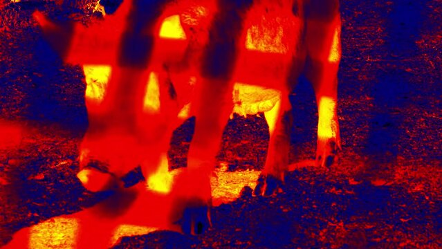 Red breeding pig, corral on a pig farm. Illustration of thermal image