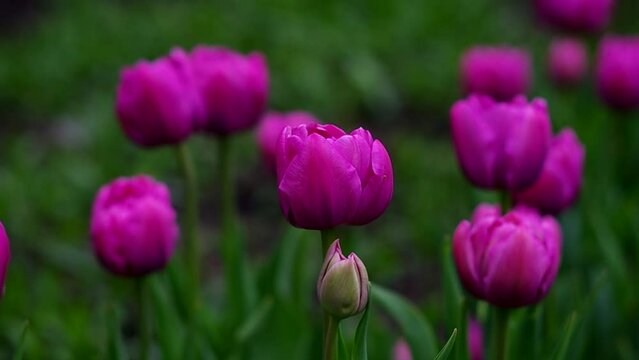 bright pink tulips and green leaves