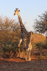 Giraffe / Giraffe / Giraffa camelopardalis.