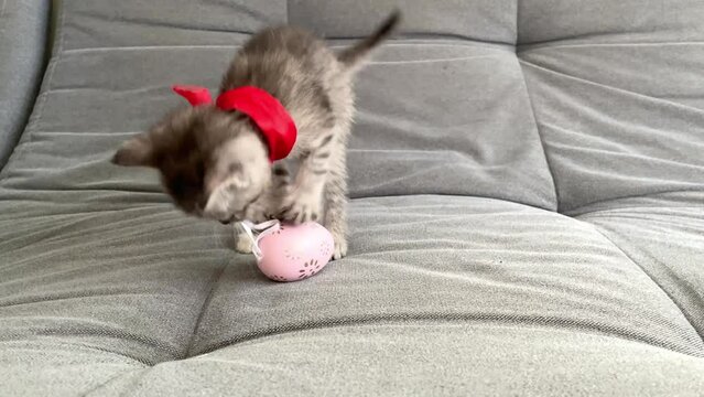 cute gray playful kitten plays with a pink easter egg on a gray sofa, a small gray kitten plays at home