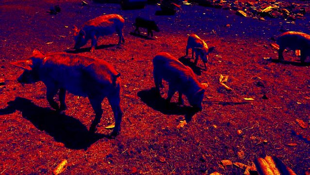 Red breeding pig, corral on a pig farm. Illustration of thermal image