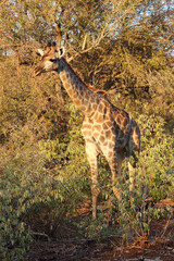 Giraffe / Giraffe / Giraffa camelopardalis