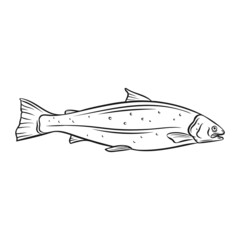 Whole salmon fish outline vector icon. Drawn monochrome raw red fish or trout.