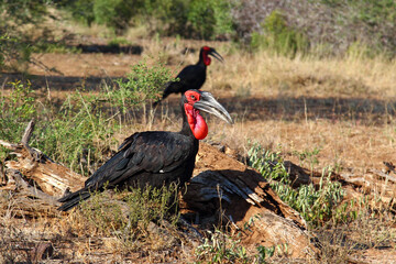 Kaffernhornrabe / Southern ground hornbill / Bucorvus leadbeateri