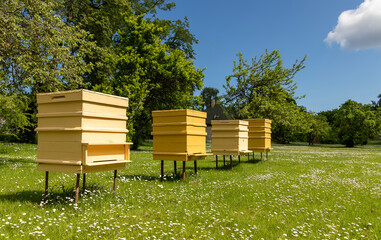 Beehive, yellow wooden houses for bees, in a sunlit meadow, Jurmala. Latvia. Honey healthy food...