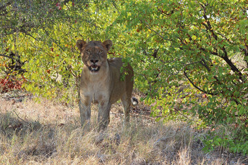 Afrikanischer Löwe / African lion / Panthera leo.