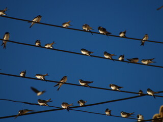 birds on wires