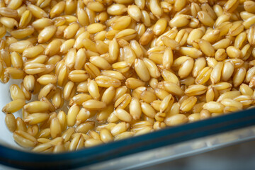 germinated wheat grain sprouts texture background closeup