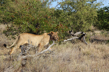 Afrikanischer Löwe / African lion / Panthera leo.