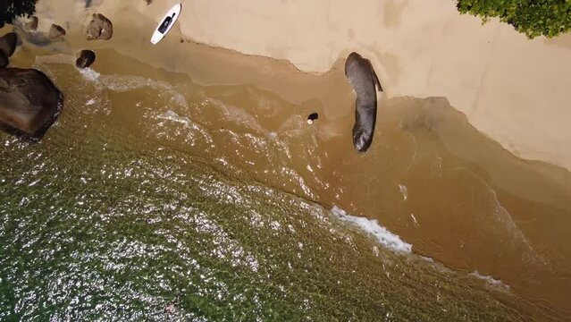 Vista a&eacute;rea de uma praia ( praia da Lula) de aguas cristalinas em frente a mata atlantica na costa da cidade de Paraty no estado do Rio de Janeiro - Brasil