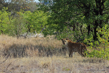 Leopard / Leopard / Panthera pardus.