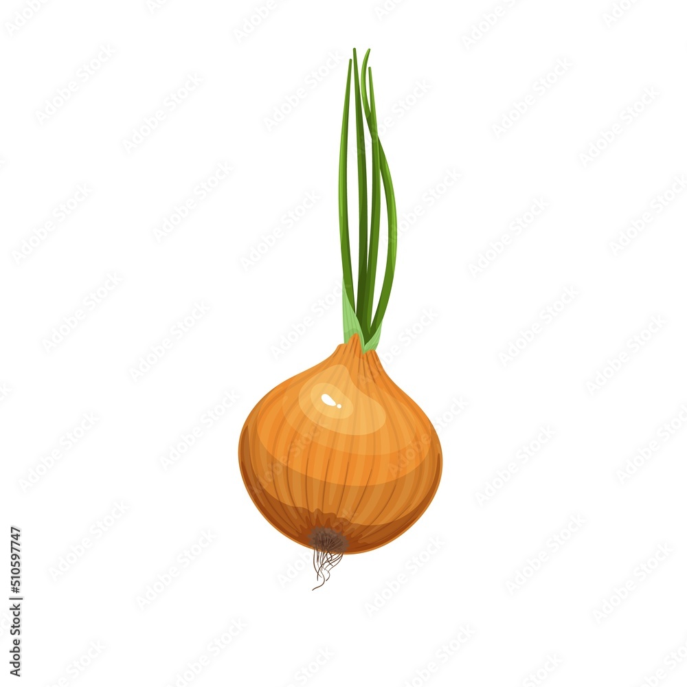 Wall mural whole bulb onion with roots and green leaf sprouts, vector illustration/