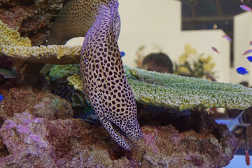 斑点模様のウツボ