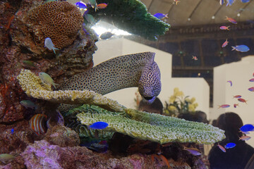 斑点模様のウツボ