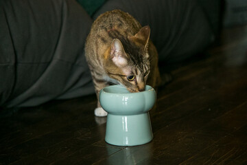 猫　フードボウル　食器　陶器　食事