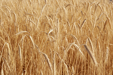 Close up shot of golden wheat ears at large cultivation field in soft orange midday light. Harvesting season concept. Copy space for text, background.
