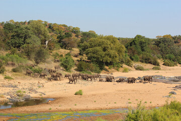 Afrikanischer Elefant im Timbavati River/ African elephant in Timbavati River / Loxodonta africana.