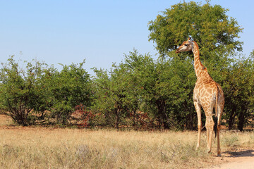 Giraffe / Giraffe / Giraffa camelopardalis