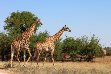 Giraffe / Giraffe / Giraffa camelopardalis