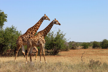 Giraffe / Giraffe / Giraffa camelopardalis