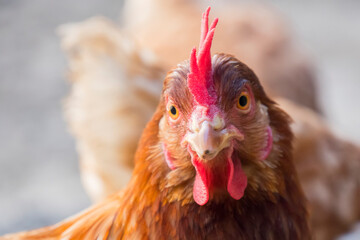 Hen staring because she is curious