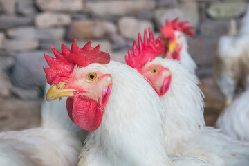White hen staring because she is curious