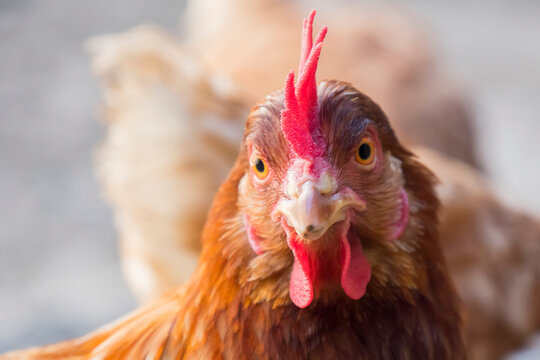 Hen staring because she is curious