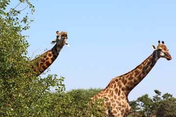 Giraffe / Giraffe / Giraffa camelopardalis