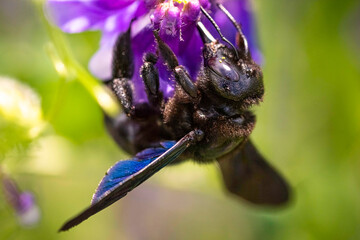 Violet Carpenter bee Xylocopa violacea pollinates a purple flower on a field. Europe, Austria. Bee...