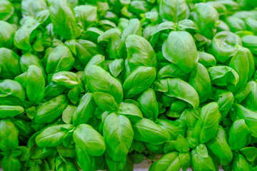 fresh basil leaves. close up of a bunch of basil. Aromatic herbs. Cuisine. Healthy eating and lifestyle