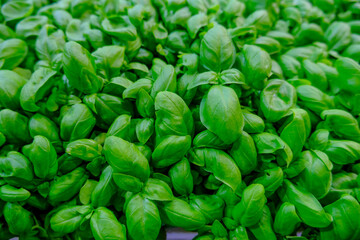 fresh basil leaves. close up of a bunch of basil. Aromatic herbs. Cuisine. Healthy eating and lifestyle