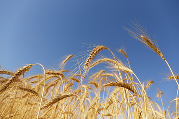 Close up shot of golden wheat ears at large cultivation field in soft orange midday light. Harvesting season concept. Copy space for text, background.