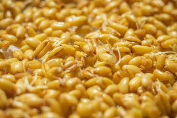 germinated wheat grain sprouts texture background flat overhead view closeup