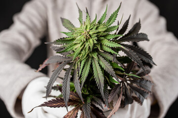 medical cannabis with cbd