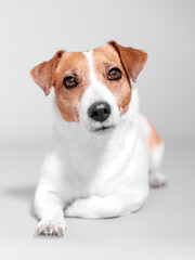 Front studio portrait of small dog Jack Russell Terrier lying on grey background and looks into camera