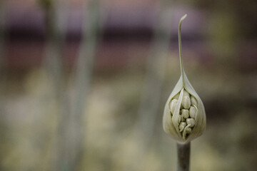 Close up of a green plant stem