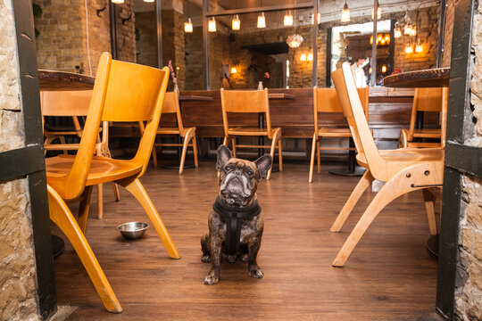 French bulldog sitting inside a restaurant, waiting for food