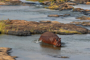 Flußpferd / Hippopotamus / Hippopotamus amphibius