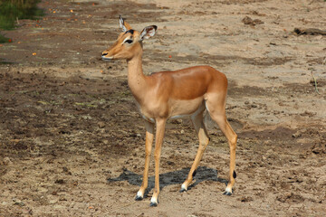 Schwarzfersenantilope / Impala / Aepyceros melampus