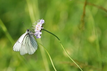 Black-veined white, butterfly on pink meadow flower in beautiful spring sunny day