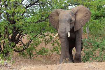 Afrikanischer Elefant / African elephant / Loxodonta africana