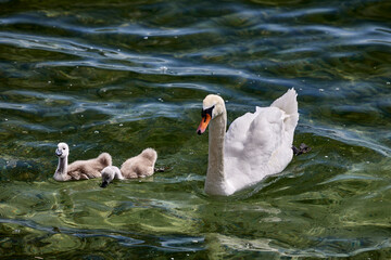 Schwan mit Nachwuchs schwimmt im See