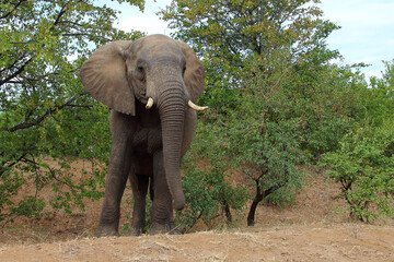 Obraz premium Afrikanischer Elefant / African elephant / Loxodonta africana