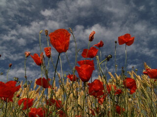 poppies in the field