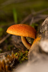 mushroom in the forest