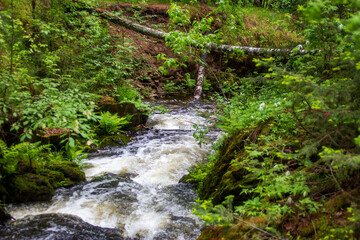 Obraz premium waterfall in the forest